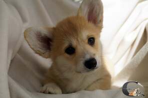 4 Welsh Corgi Pembroke til salg på købhund.dk