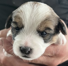 3 Jack Russell Terrier til salg på købhund.dk