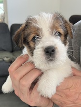 3 Jack Russell Terrier til salg på købhund.dk