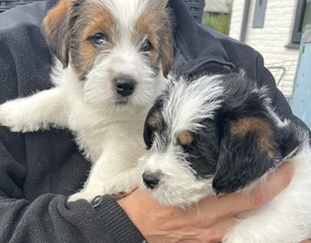 3 Jack Russell Terrier til salg på købhund.dk