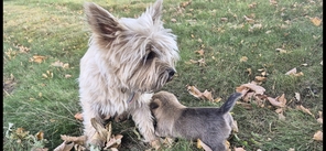 1 Cairn Terrier til salg på købhund.dk