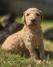 9 Pudel, stor til salg på købhund.dk