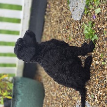9 Pudel, stor til salg på købhund.dk
