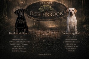 9 Labrador Retriever til salg på købhund.dk