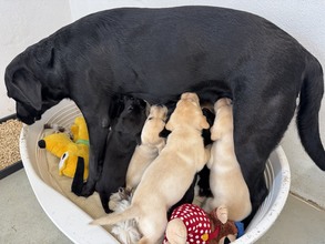 9 Labrador Retriever til salg på købhund.dk