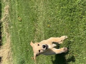 9 Labrador Retriever til salg på købhund.dk