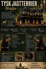 5 Tysk Jagtterrier til salg på købhund.dk