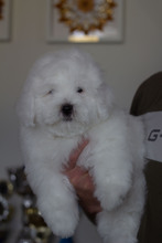 4 Coton de Tulear til salg på købhund.dk