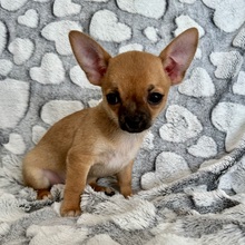 3 Chihuahua, korthåret til salg på købhund.dk