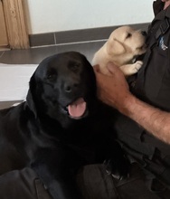 4 Labrador Retriever til salg på købhund.dk