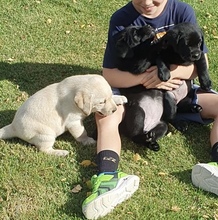 4 Labrador Retriever til salg på købhund.dk