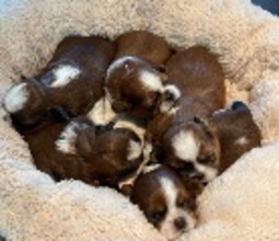 5 Shih Tzu til salg på købhund.dk