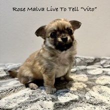5 Chihuahua, langhåret til salg på købhund.dk