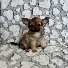 5 Chihuahua, langhåret til salg på købhund.dk