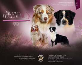 5 Australian Shepherd til salg på købhund.dk