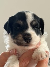 4 Bichon Havanais til salg på købhund.dk