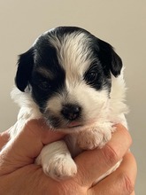 4 Bichon Havanais til salg på købhund.dk