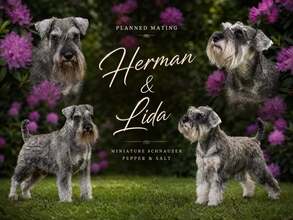 6 Dværgschnauzer, peber/salt til salg på købhund.dk