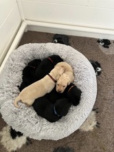 6 Labrador Retriever til salg på købhund.dk