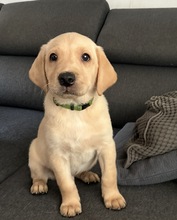 6 Labrador Retriever til salg på købhund.dk
