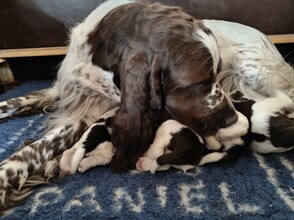 4 Engelsk Springer Spaniel til salg på købhund.dk