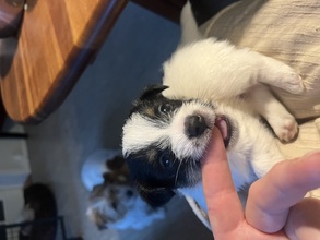 4 Jack Russell Terrier til salg på købhund.dk
