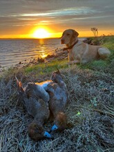 9 Labrador Retriever til salg på købhund.dk