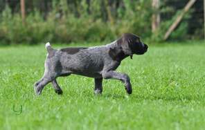 5 Ruhåret Hønsehund til salg på købhund.dk