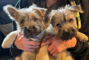 5 Cairn Terrier til salg på købhund.dk