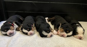 5 Berner Sennenhund til salg på købhund.dk