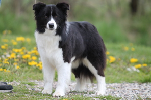 6 Border Collie til salg på købhund.dk