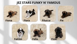 7 Shih Tzu til salg på købhund.dk