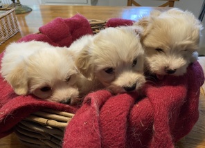 6 Bichon Havanais til salg på købhund.dk