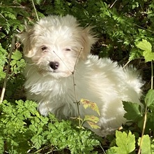 6 Bichon Havanais til salg på købhund.dk