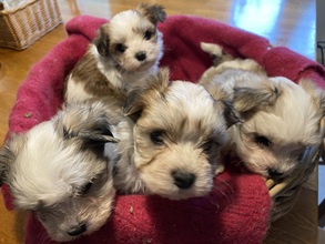 5 Bichon Havanais til salg på købhund.dk