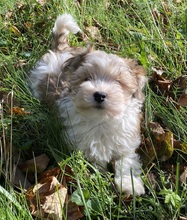 5 Bichon Havanais til salg på købhund.dk