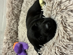 4 Labrador Retriever til salg på købhund.dk