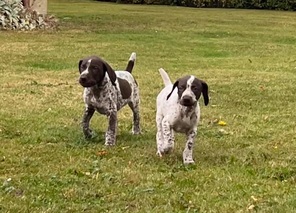 10 Korthåret Hønsehund til salg på købhund.dk