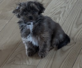 5 Bichon Havanais til salg på købhund.dk