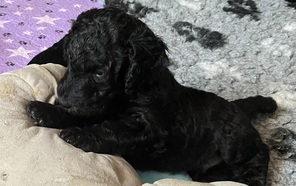 11 Pudel, stor til salg på købhund.dk