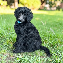 11 Pudel, stor til salg på købhund.dk