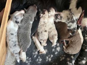 7 Border Collie til salg på købhund.dk