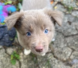 7 Border Collie til salg på købhund.dk