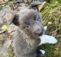 7 Border Collie til salg på købhund.dk