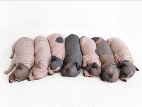 7 American Hairless Terrier til salg på købhund.dk
