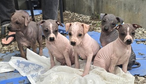 7 American Hairless Terrier til salg på købhund.dk