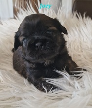 3 Shih Tzu til salg på købhund.dk