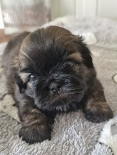 3 Shih Tzu til salg på købhund.dk