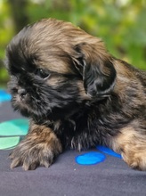 3 Shih Tzu til salg på købhund.dk