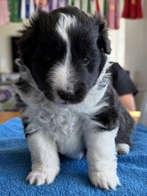 2 Shetland Sheepdog til salg på købhund.dk